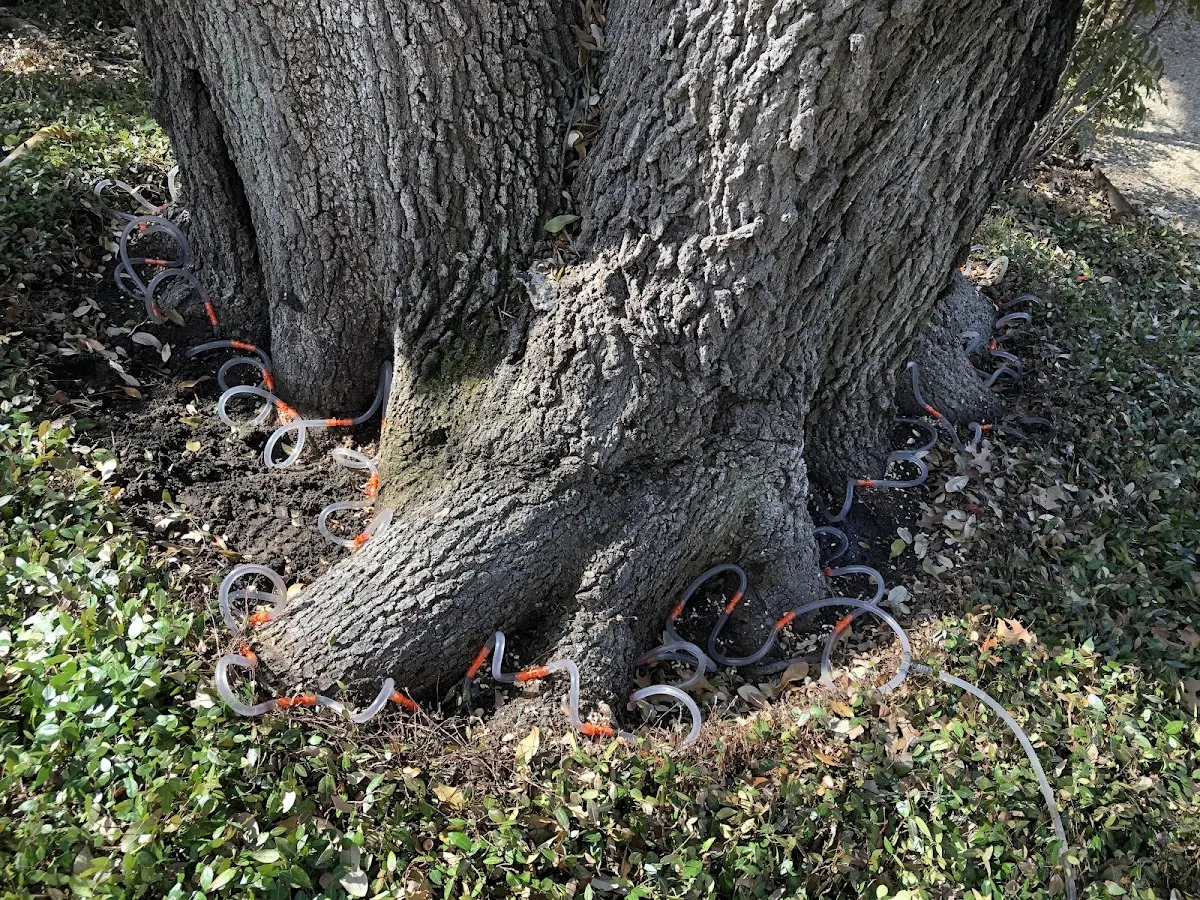 Detailed Tree Cabling and Bracing job site in Spencertown